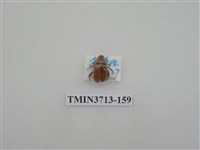 藏品(金龜子科)的圖片